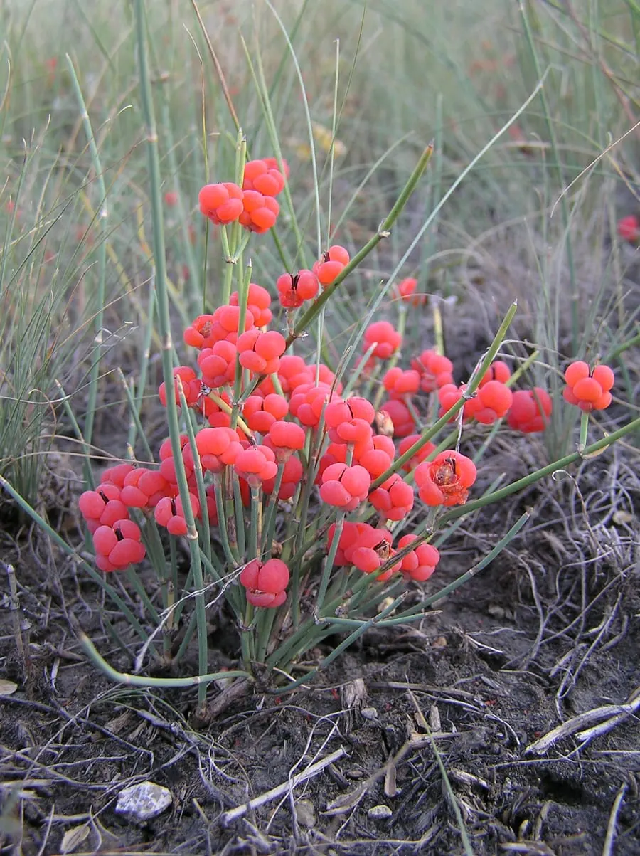 Petit pied d’éphédra aux tiges vertes et grêles, sans feuilles visibles, couvert de petites boules rouges charnues, dans une steppe sèche