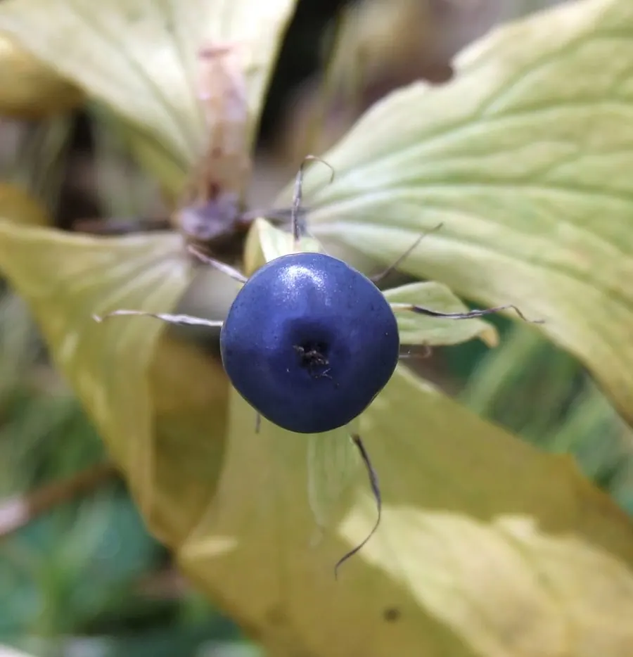 Une baie unique, ronde et bleu-noir, posée au centre de quatre grandes feuilles jaunissantes disposées en croix, entourée de fins filaments