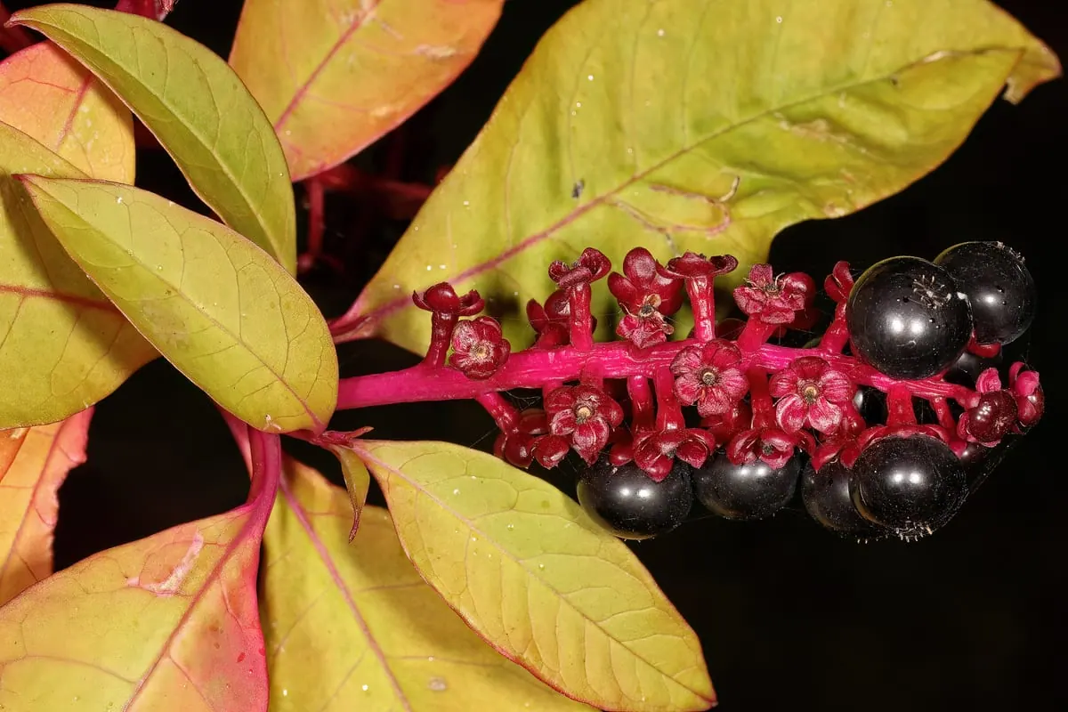 Le raisin d’Amérique (Phytolacca americana) : fleurs roses et baies noires sur une même grappe. Ni vigne, ni raisin, et toxique. (Photo SAplants, CC BY-SA 4.0.)