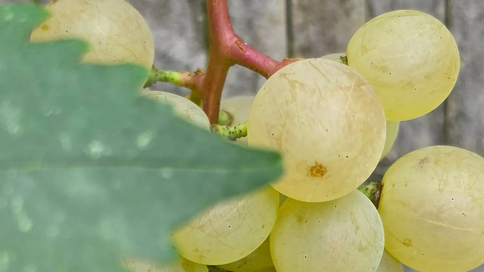 Du raisin blanc dans un jardin de ville, en Seine-Saint-Denis, en septembre. La rafle rouge se divise en plusieurs axes, qui portent chacun leur petit groupe de baies : ce n’est pas une grappe simple. (Photo Manuel Ferreira.)