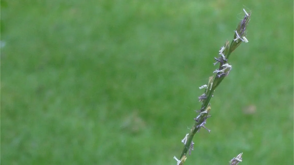Un épi de ray-grass anglais (Lolium perenne) en fleur, ses étamines pendantes, devant une pelouse. Le gazon de nos parcs est une ivraie. (Photo Rasbak, CC BY-SA 3.0.)