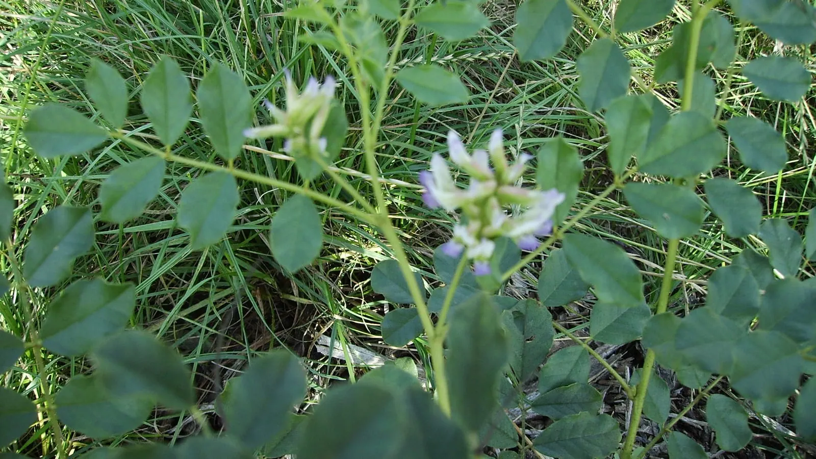 La réglisse en fleur (Glycyrrhiza glabra) : feuilles composées de folioles ovales, petites fleurs bleu pâle. Une légumineuse, cousine du haricot. (Photo GaardenierMortsel, CC BY-SA 3.0.)