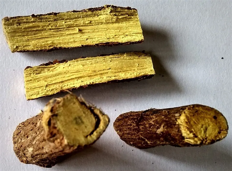 Quatre morceaux de racine de réglisse séchée sur fond blanc : deux fendus en long, d’un bois jaune vif et fibreux, deux coupés en travers, sous une écorce brune et rugueuse