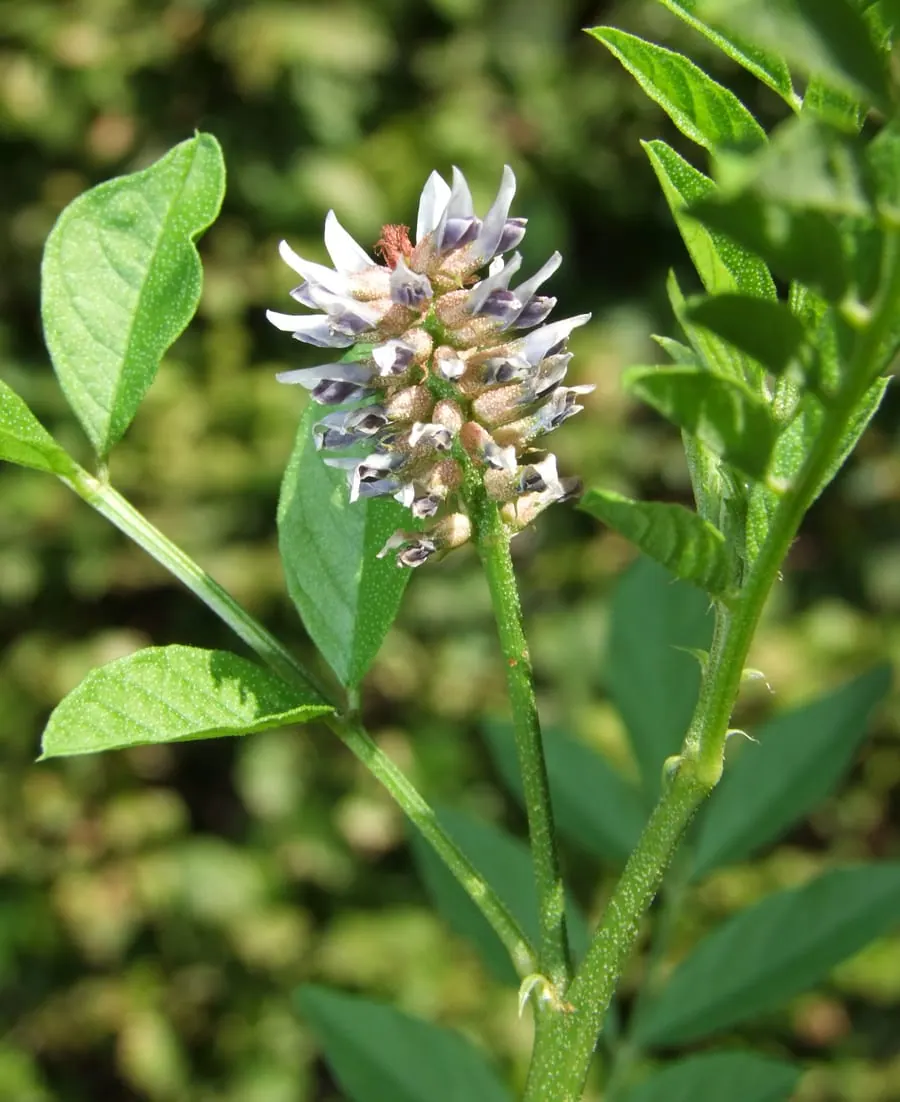 Grappe dressée de petites fleurs blanc et violet de réglisse, au bout d’une tige verte, entre des folioles ovales
