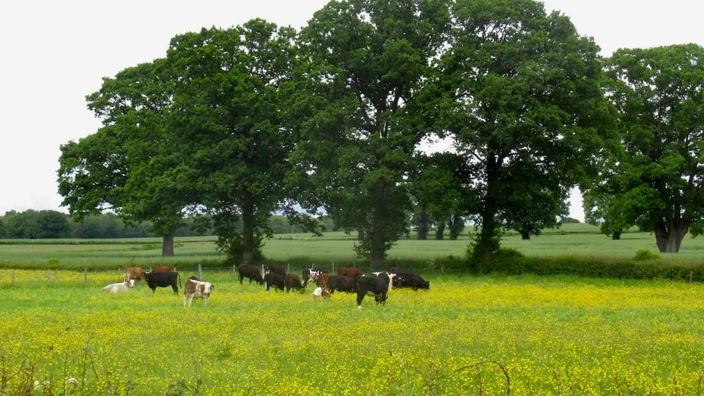 Un pré jaune de boutons d’or, en mai, pâturé par des vaches qui broutent l’herbe autour des fleurs. Fraîche, la renoncule âcre leur brûle la bouche : elles la laissent. (Photo Richard Webb, CC BY-SA 2.0.)