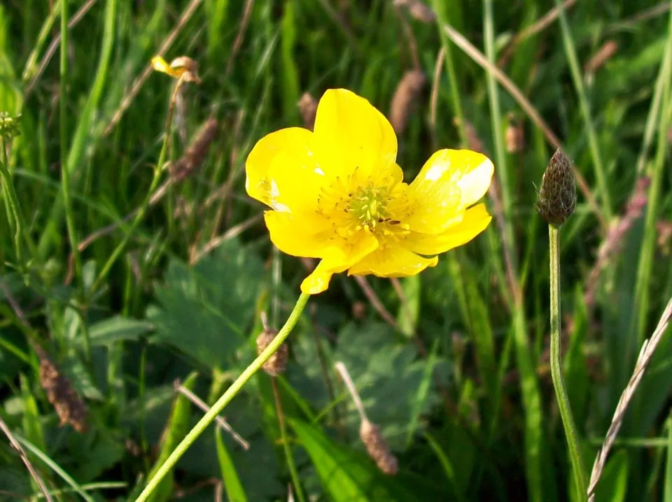 Fleur jaune vif de renoncule âcre, à cinq pétales arrondis et brillants qui renvoient la lumière, au bout d’une longue tige fine, devant des herbes de prairie