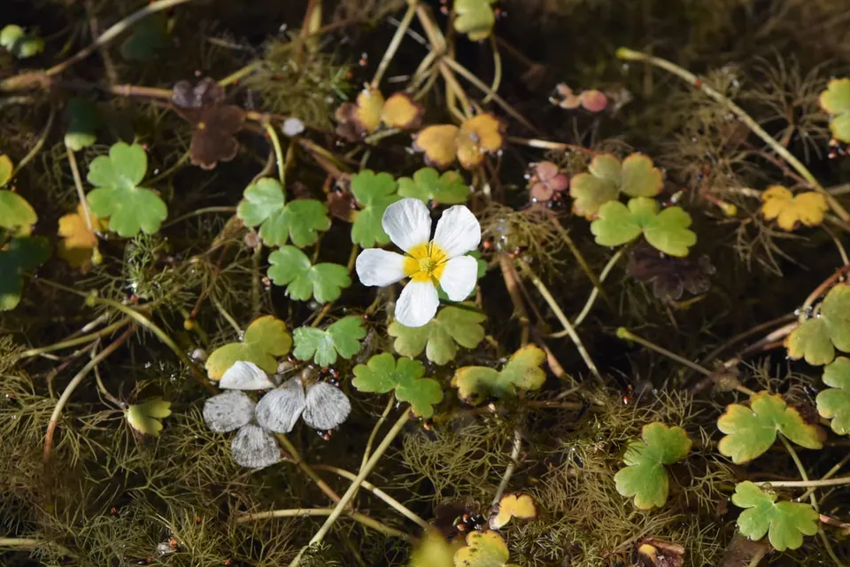 Fleur blanche à cœur jaune posée sur l’eau, entourée de feuilles flottantes arrondies et lobées et, sous la surface, de fines feuilles en lanières
