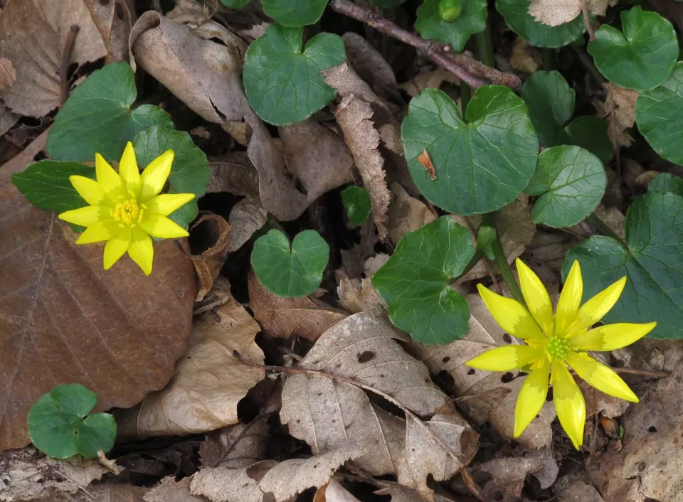 Deux fleurs jaune vif en étoile, à pétales étroits et luisants, parmi des feuilles vertes en forme de cœur et des feuilles mortes brunes