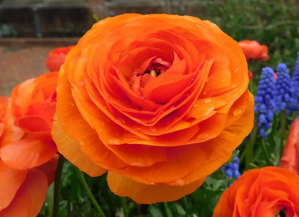 Grosse fleur orange de renoncule des fleuristes, aux pétales très nombreux et serrés en coupe, entourée d’autres fleurs orange et de muscaris bleus