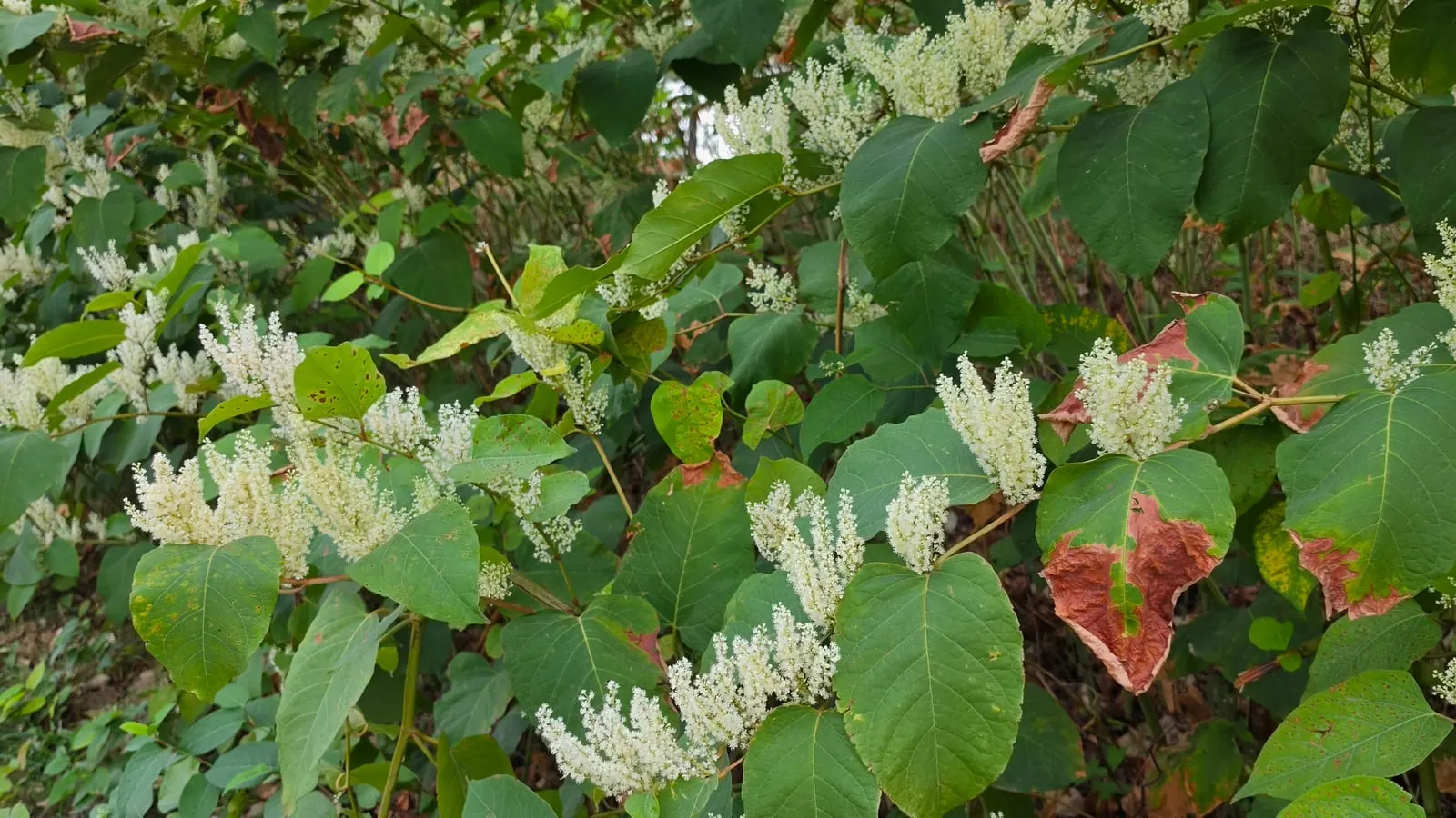 Massif de renouée du Japon en fleur, en septembre : feuilles pointues, grappes de fleurs blanches dressées. À moins que ce ne soit son hybride, la renouée de Bohême, presque identique. (Photo Manuel Ferreira, Seine-Saint-Denis.)
