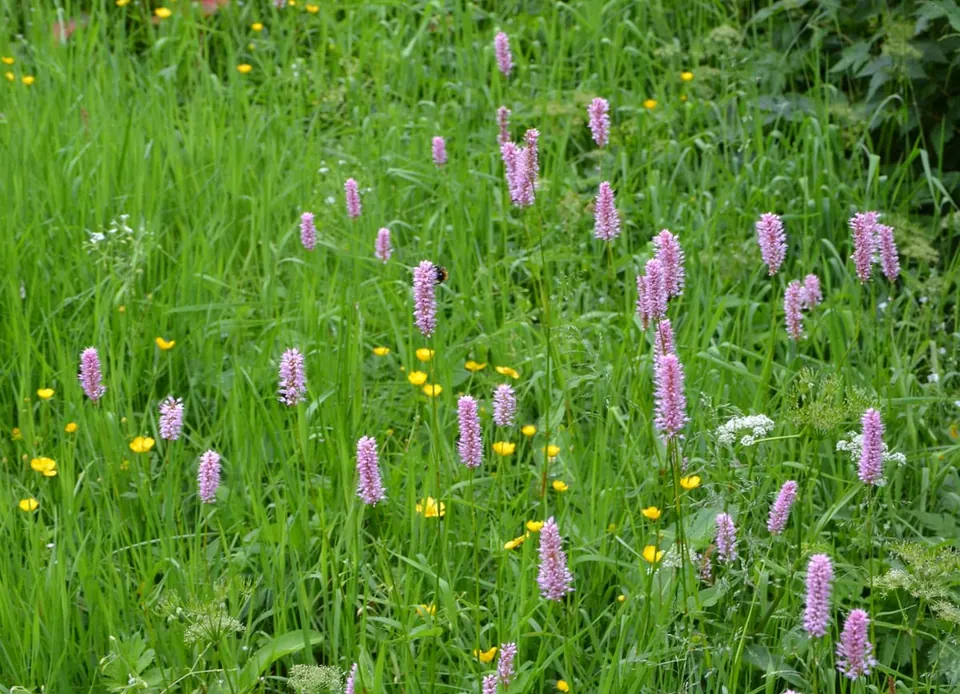 Prairie verte parsemée d’épis serrés de petites fleurs roses, dressés au-dessus de l’herbe, et de quelques fleurs jaunes