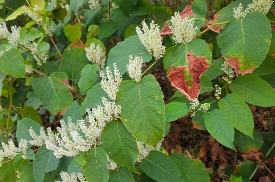 Feuillage dense de renouée du Japon : grandes feuilles vertes largement ovales à base droite, certaines rougies sur les bords, et nombreuses grappes de petites fleurs blanches