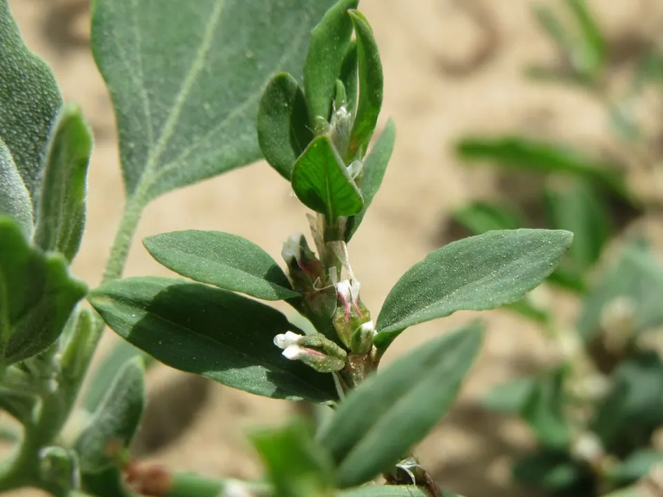Gros plan sur une tige de renouée des oiseaux : petites feuilles grises et allongées, minuscules fleurs blanches et une gaine translucide qui entoure la tige à la base des feuilles