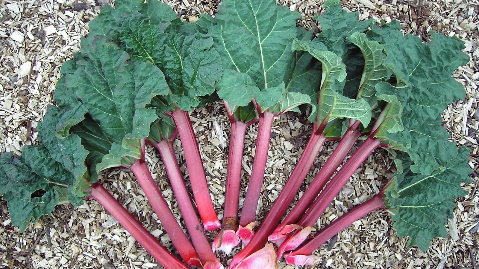 Une récolte de rhubarbe du jardin : chaque « bâton » rouge est le pétiole, le pied d’une feuille, dont le grand limbe vert ne se mange pas. (Photo Dieter Weber, CC BY-SA 3.0.)