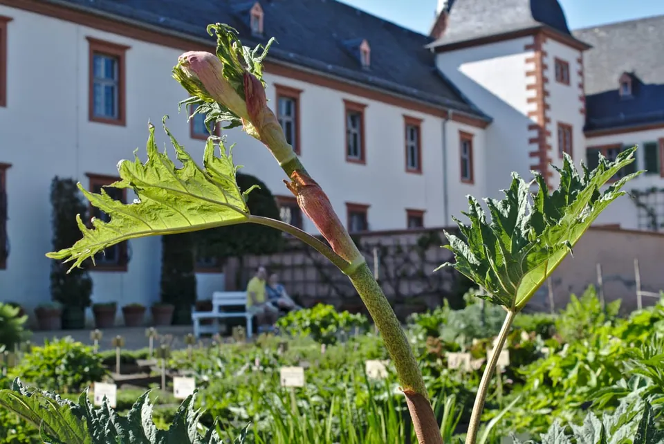 Jeune pied de rhubarbe officinale dans un jardin de plantes médicinales : une tige rougeâtre dressée porte une grande feuille profondément découpée en lobes pointus, devant une bâtisse blanche