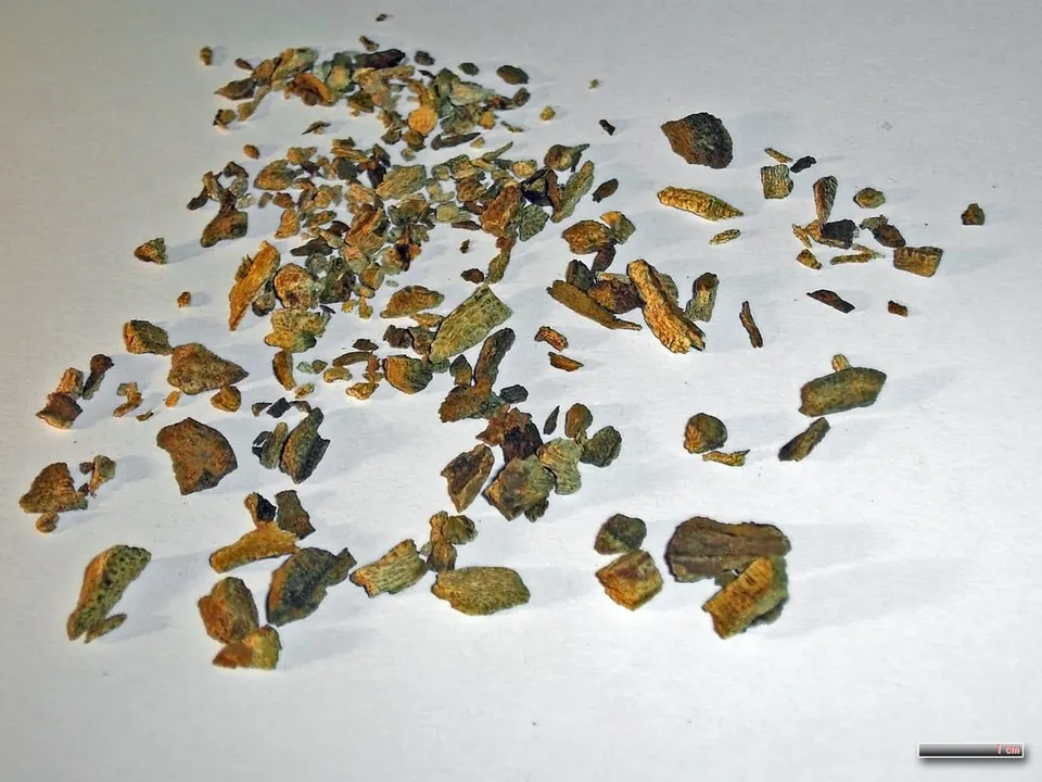 Fragments secs et irréguliers de rhubarbe officinale, brun orangé, éparpillés sur un fond blanc