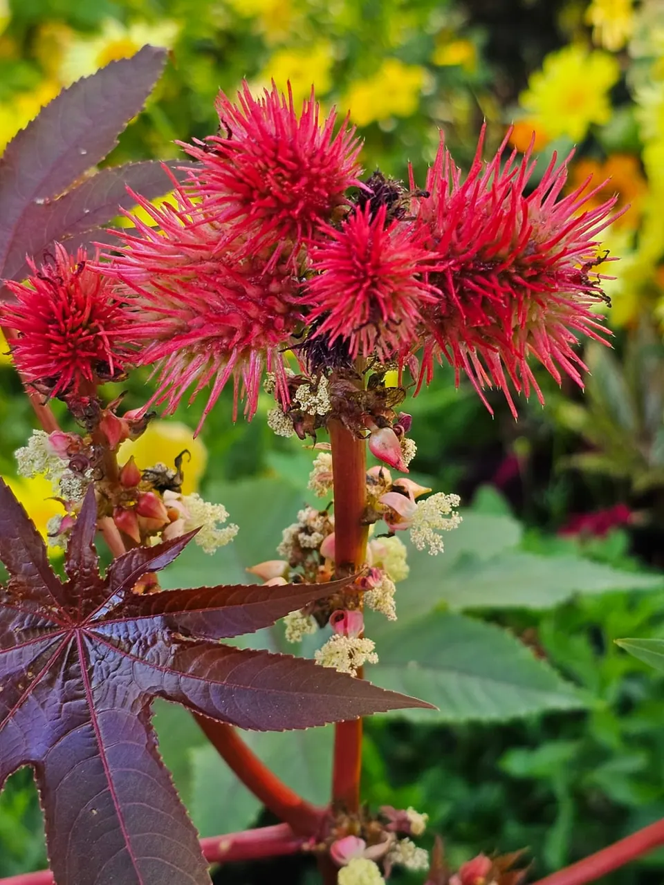 Grappe de ricin : en haut, des boules rouges hérissées de longs filaments ; en dessous, de petites fleurs aux étamines crème ramifiées ; à gauche, une feuille pourpre en étoile