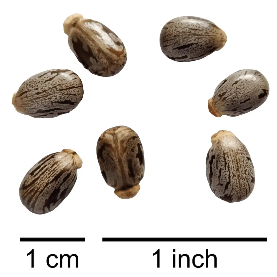 Sept graines de ricin ovales, grises marbrées de brun, chacune avec une petite bosse claire à une extrémité, au-dessus d’une échelle d’un centimètre