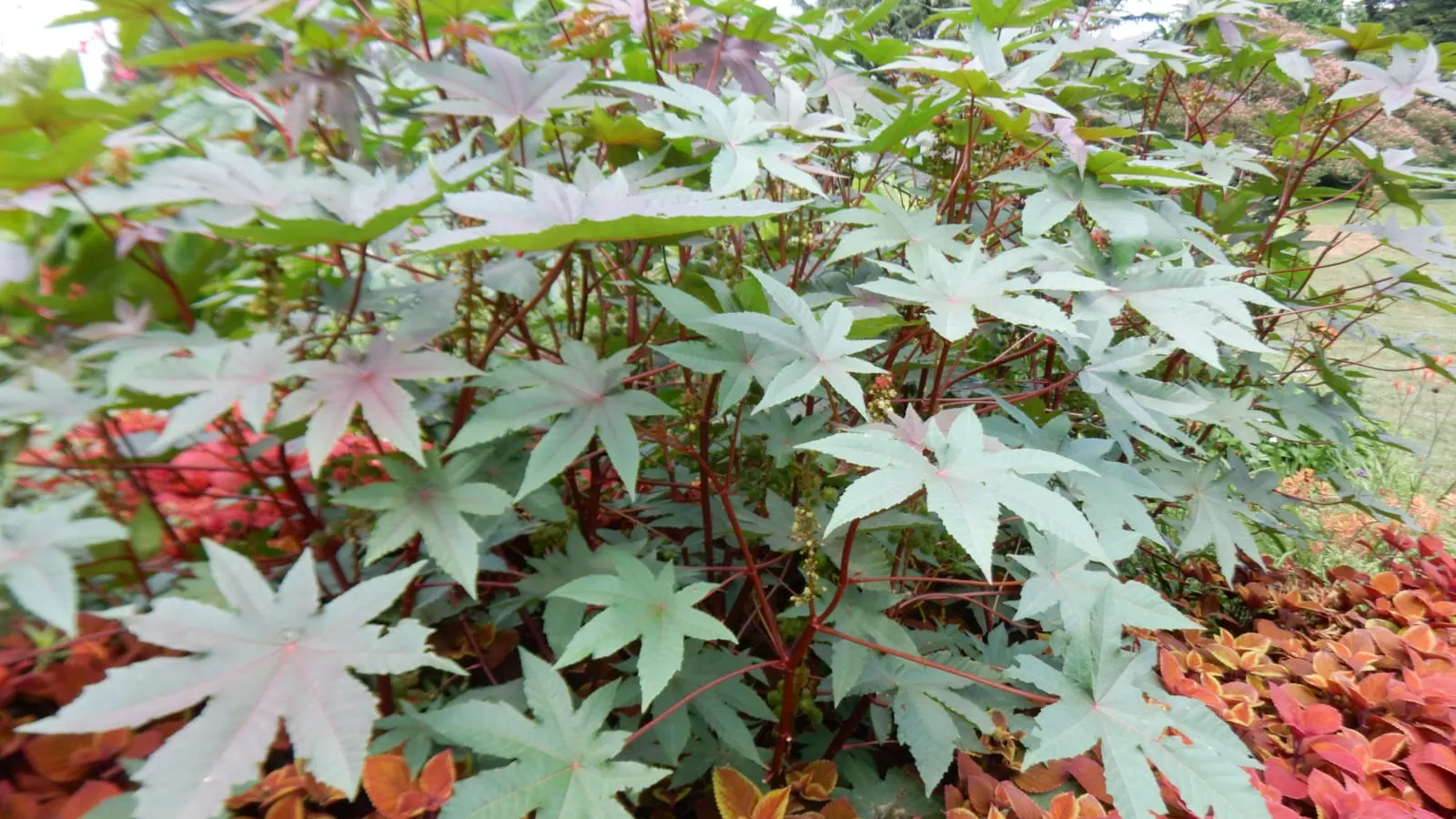 Un grand pied de ricin dans un jardin, aux feuilles en étoile et aux tiges rougeâtres. Sous un climat chaud, la plante peut devenir un arbuste de plusieurs mètres. (Photo Shuvaev, CC BY 4.0.)